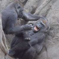 成田空港から一本「上野動物園」
