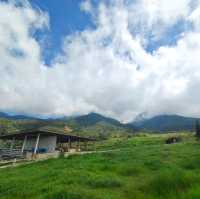 The joyful Desa Dairy Farm!