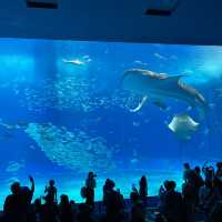 沖縄本島・本部「美ら海水族館」ジンベエザメの優雅な泳ぎを見れる水族館