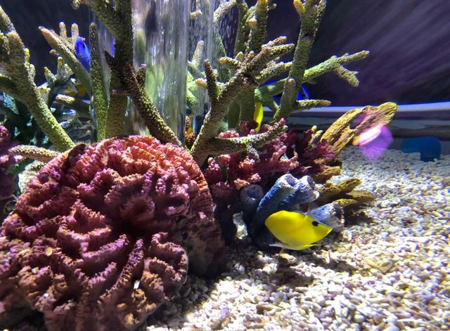 🐬海洋生物全接觸 ｜親親魟魚 - 大阪海遊館