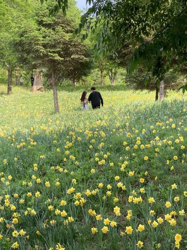 튤립, 수선화를 한 곳에서 만나볼 수 있는 아산 피나클랜드 🌷