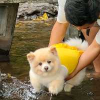 คาเฟ่ริมลำธาร มีน้ำตกไหลผ่าน น้องหมาเข้าได้