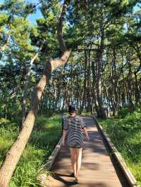 바다아닌 숲속에서 힐링하는 간절곶공원🌲