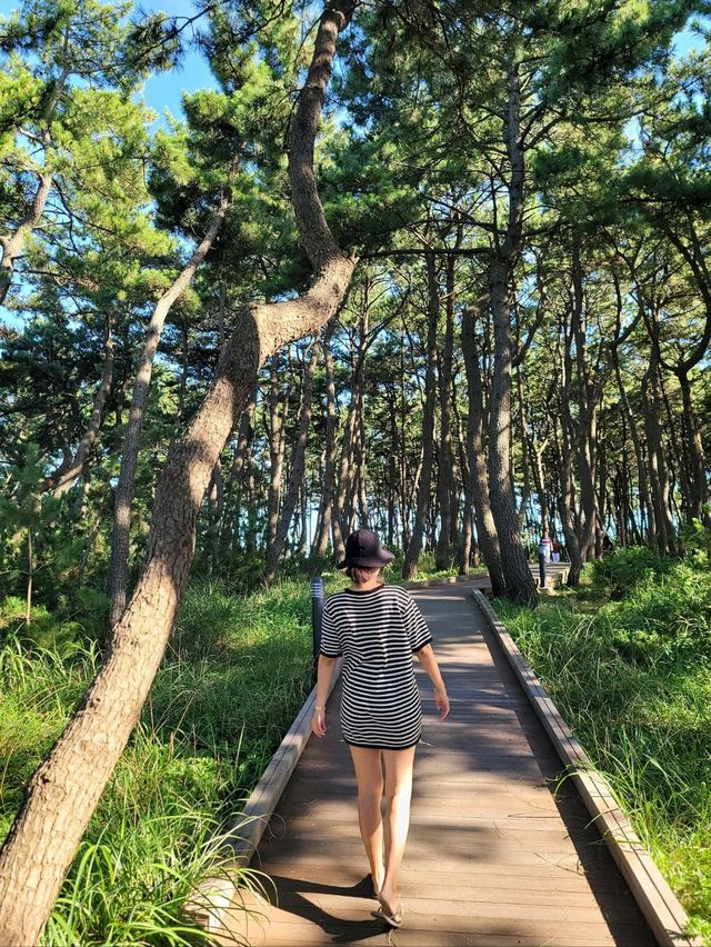 바다아닌 숲속에서 힐링하는 간절곶공원🌲