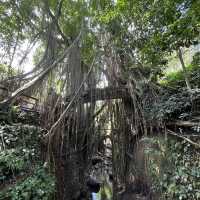 Monkeying Around in Ubud