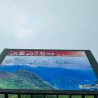 阿里山 隙頂象山 茶林步道
