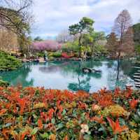Sakura festival in Sydney