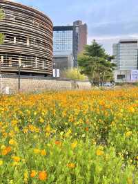 코스모스 밭으로 펼쳐진 인사동 공원, 열린송현 녹지광장🌼