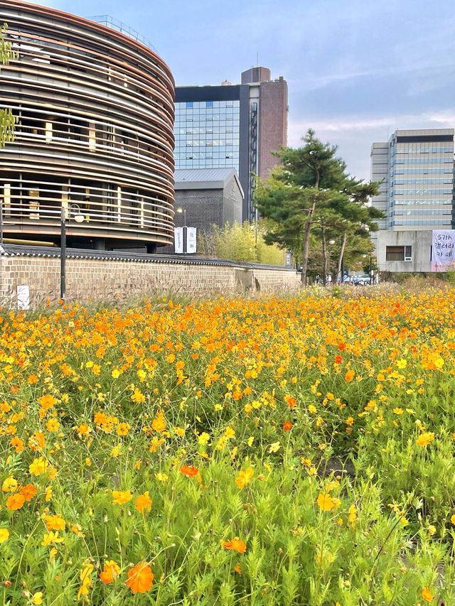 코스모스 밭으로 펼쳐진 인사동 공원, 열린송현 녹지광장🌼