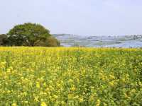 關東整片藍海~常陸海濱公園粉蝶花