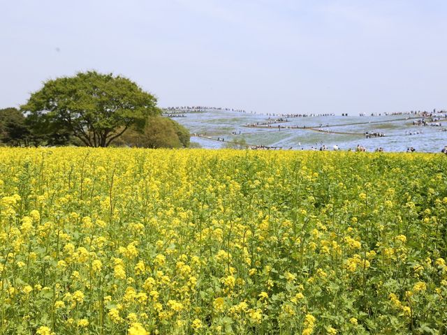 關東整片藍海~常陸海濱公園粉蝶花