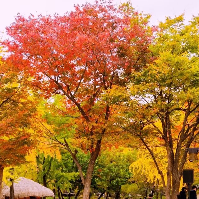 Discover amazing Autumn@ Korean Folk Village
