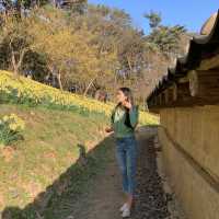 곧 시작되는 수선화 축제🌼