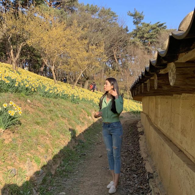곧 시작되는 수선화 축제🌼