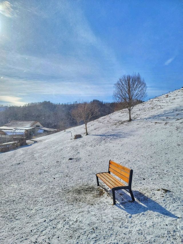 태백에서 눈구경 하기 좋은 산양목장🐏❄️