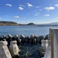 🇯🇵福岡糟屋新宮相島 超萌貓貓絕美景色🐈