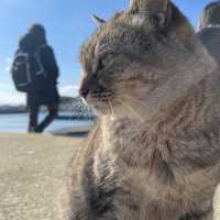 🇯🇵福岡糟屋新宮相島 超萌貓貓絕美景色🐈