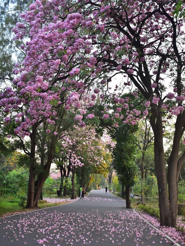 สวนวชิรเบญทัศ 🍃🌳☘️🍀🪵