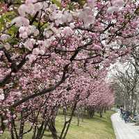 【上海・蘇州河畔】桜を見ながら散歩はいかが