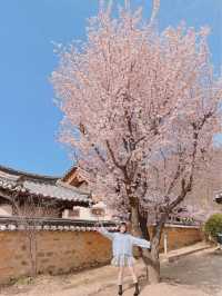 🌸대구 벚꽃 여행지 모음🌸