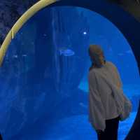 Aquarium Phuket 🐟🧜🏻‍♀️💦