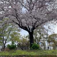 秦野