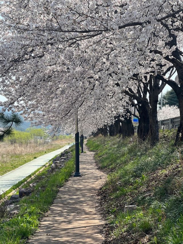 사람들이 모르는 숨은 벚꽃 명소!
