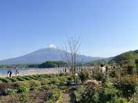 富士山河口湖大石公園｜花卉配上山景、還有網紅冰淇淋可以吃🍦