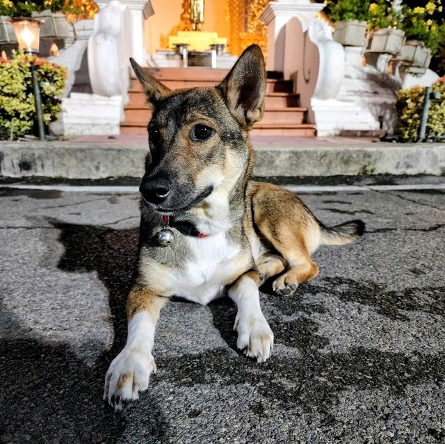 A Night of Serenity at Wat Phra Singh Woramahawihan