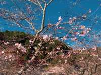 เที่ยว OBARA ชมซากุระพร้อมใบไม้เปลี่ยนสี🌸🍁