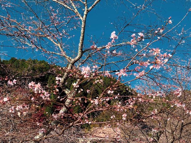 เที่ยว OBARA ชมซากุระพร้อมใบไม้เปลี่ยนสี🌸🍁