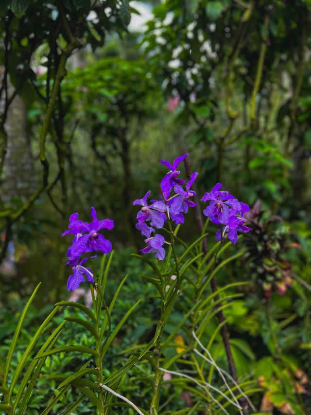 National Orchid Garden Escape