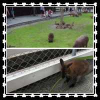 宜蘭動物農場🐕🦌🐂🐐🐑🐫