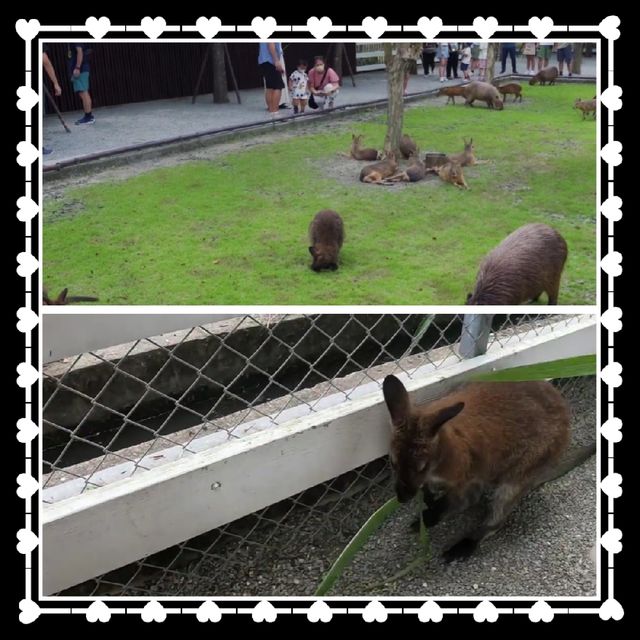 宜蘭動物農場🐕🦌🐂🐐🐑🐫