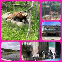 東京人氣動物園🐅🐘🐐🐼🐼
