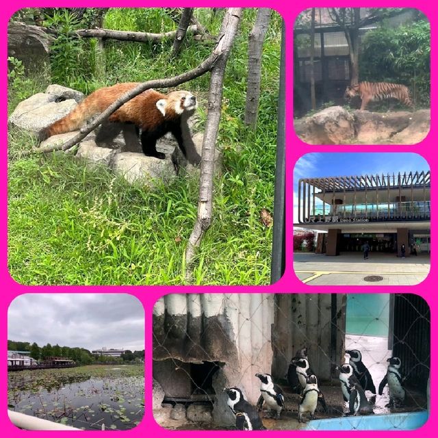 東京人氣動物園🐅🐘🐐🐼🐼
