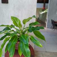 Ayara Villas Khao Luk