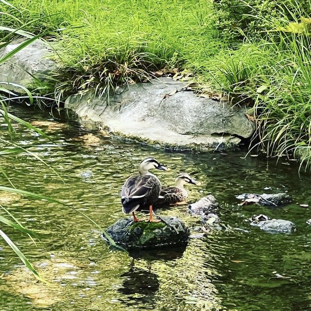 白鳥庭園