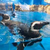 桃園｜🐧💙可愛企鵝篇📍 Xpark
