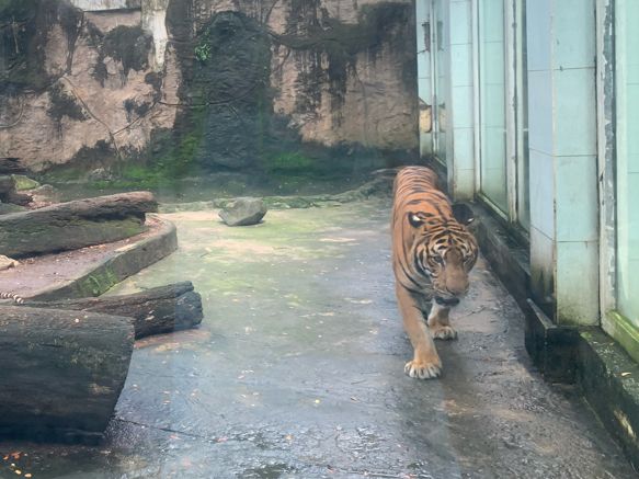 ベトナム　ベトナム観光　アジア最古のサイゴン動植物園で幻のトラを見てきた！