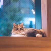 【東京】秋葉原の癒し空間🐈🐾「猫カフェ MOCHA」