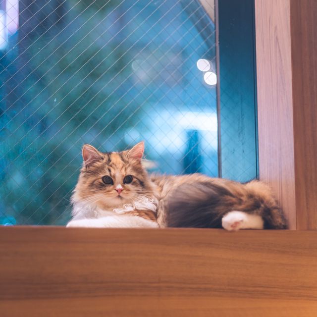 【東京】秋葉原の癒し空間🐈🐾「猫カフェ MOCHA」