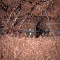 Beautiful Autumn View of Tapjeongho Lake