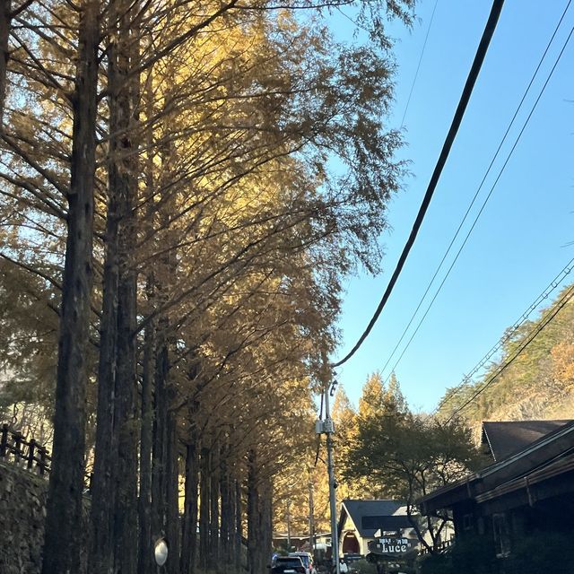 대전 단풍명소 장태산 자연휴양림 바위산 포토종