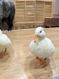 水豚、草泥馬、鴨子、鸚鵡⋯動物愛好者天堂! cafe Animeal