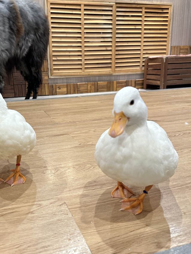 水豚、草泥馬、鴨子、鸚鵡⋯動物愛好者天堂! cafe Animeal