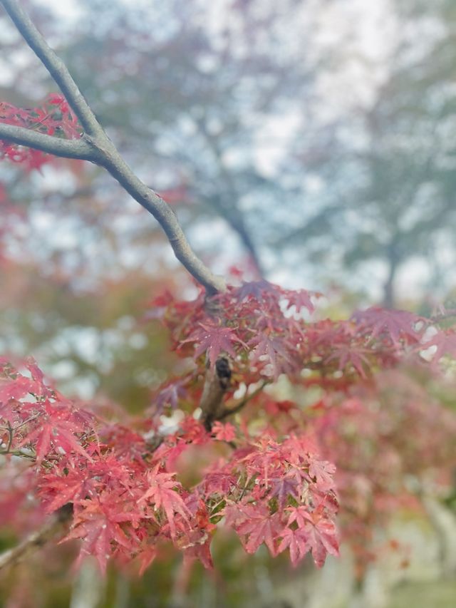 秋の修善寺！もみじに竹林、お寺を堪能