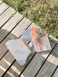 香港🇭🇰平民價錢景點｜一年到訪兩次寶藏級公園「天水圍濕地公園」