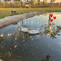 Barakat Lunla Land cafe & farm วิวทุ่งนา