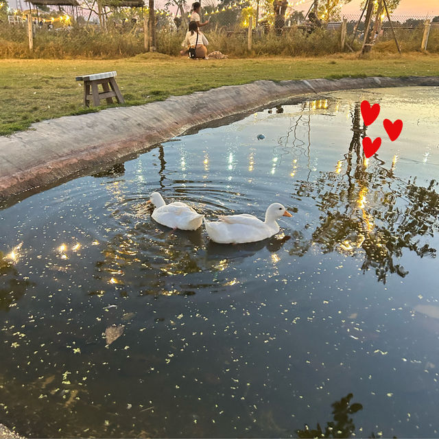 Barakat Lunla Land cafe & farm วิวทุ่งนา